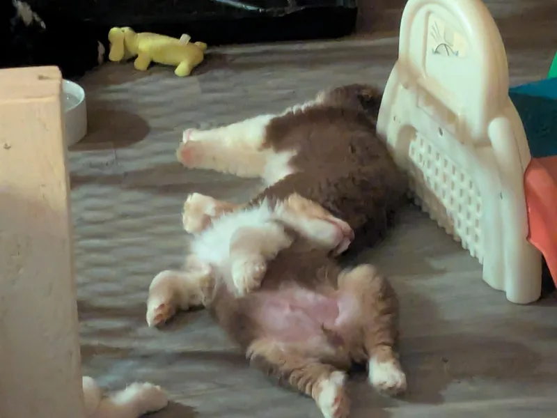 Brewedstone Australian Shepherds