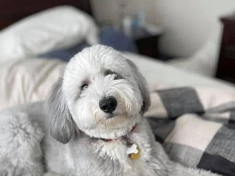 Brewer's Goldendoodles &amp; Sheepadoodles