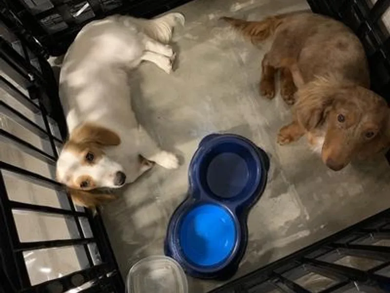 Brewer’s Mini Doxies