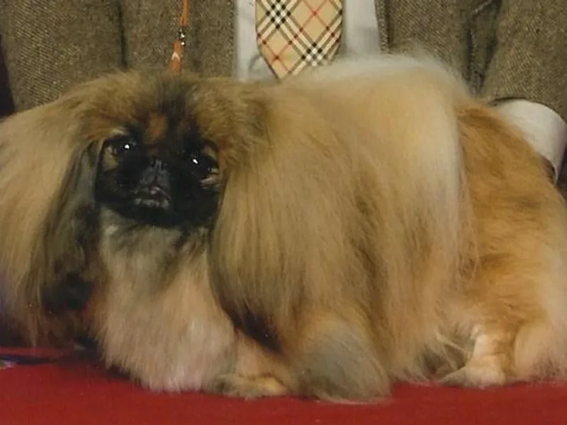 Brey Pekingese