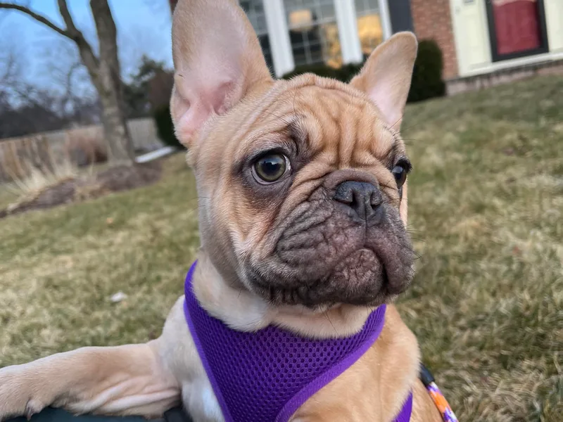 Breyer’s French Bulldogs