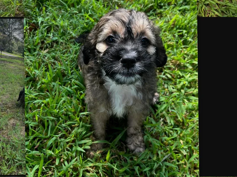 Bri &amp; Dar’s Beloved Doodles