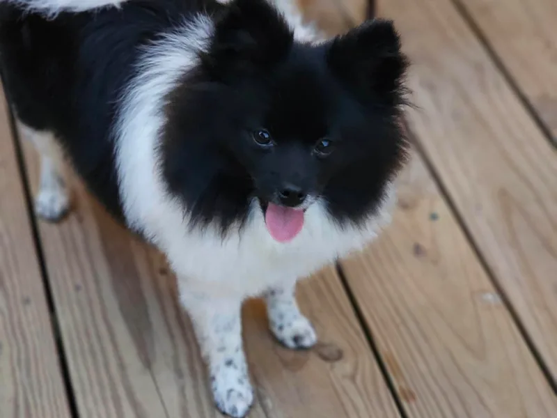 Bri's Pomeranians