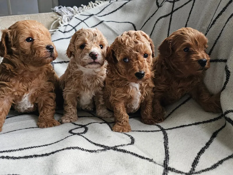 brian hodgkinson photo 1