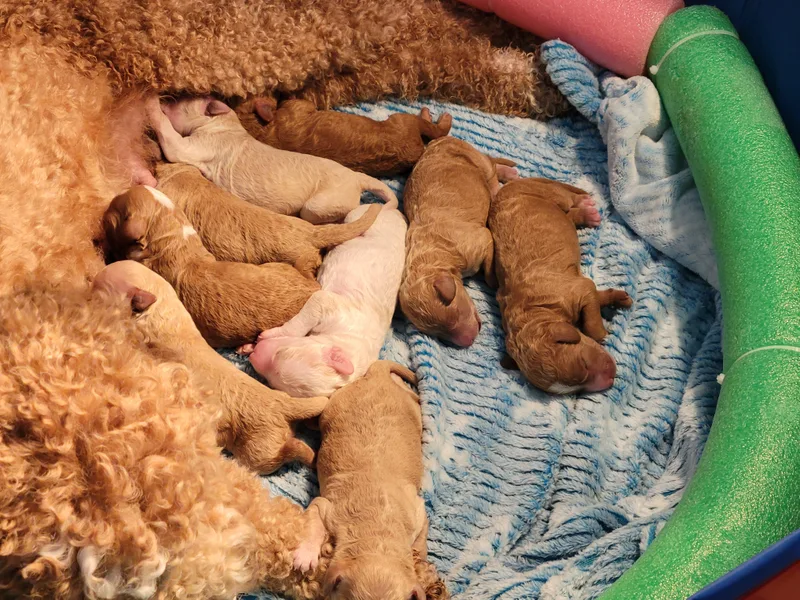 Brian's Goldendoodles