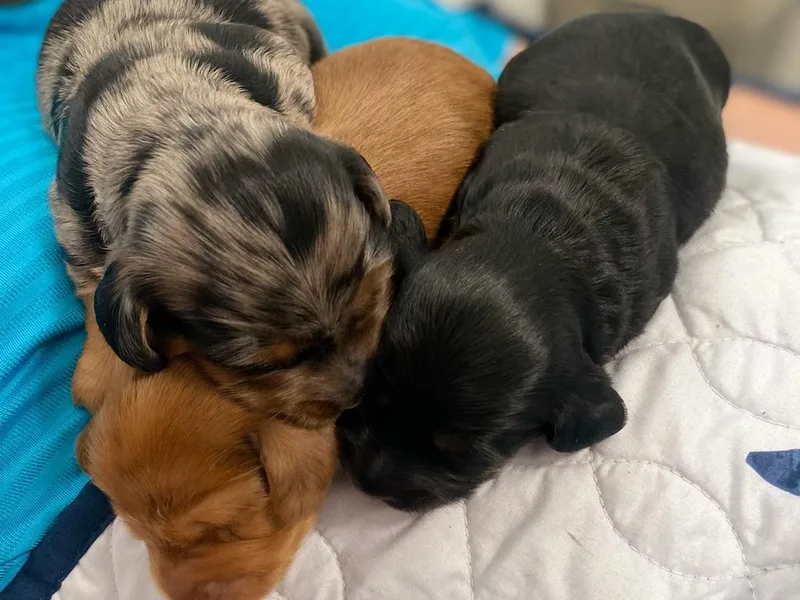 Briana's Dachshunds