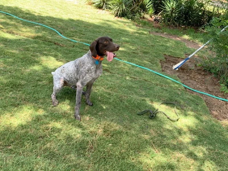 Briar Creek Pointers