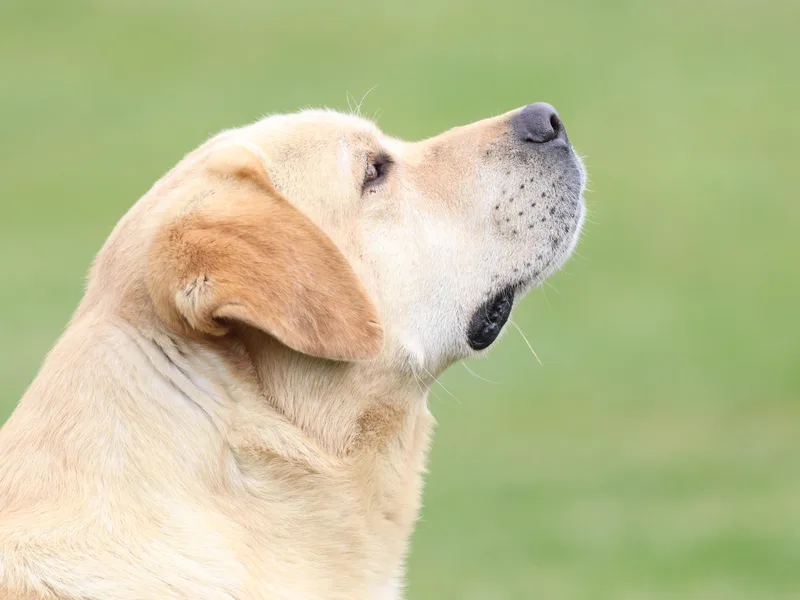 Briar Hill Labradors PA 12145