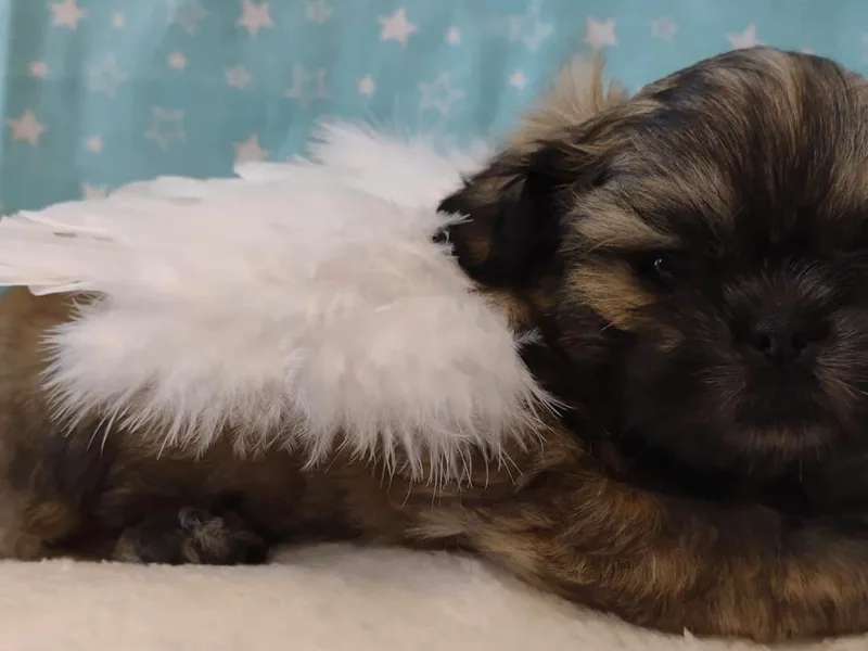 Briar Road Shih Tzu's