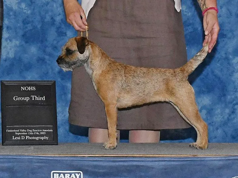 Briar Rose Border Terriers