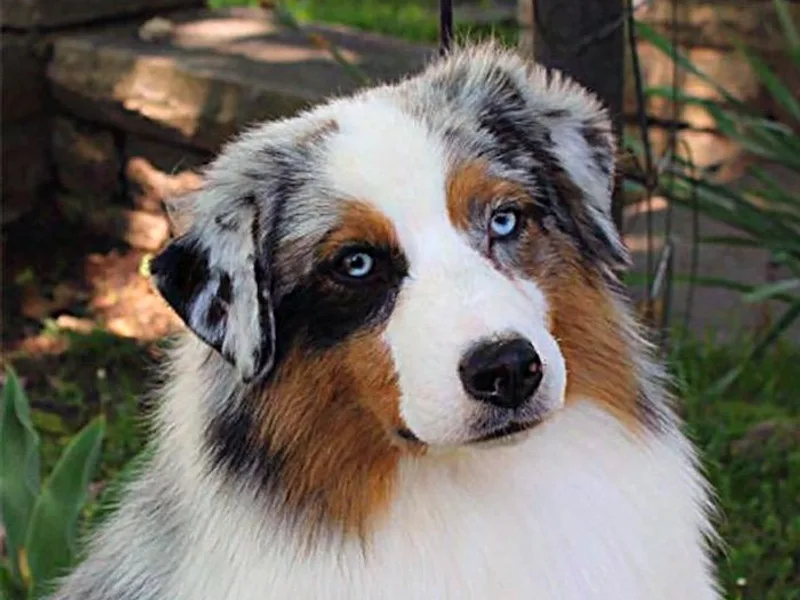 Briarbrook Australian Shepherds photo 1