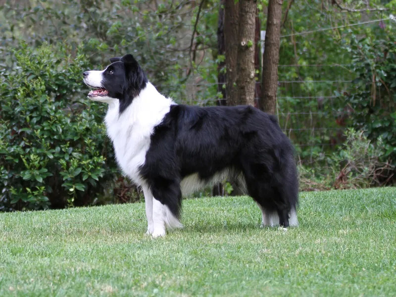 Briarcliff Border Collies