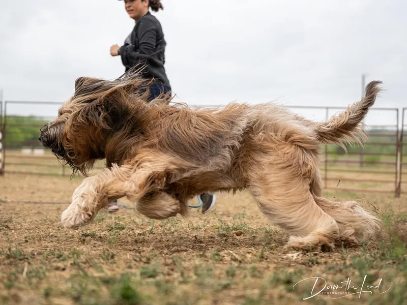 Briard photo 1