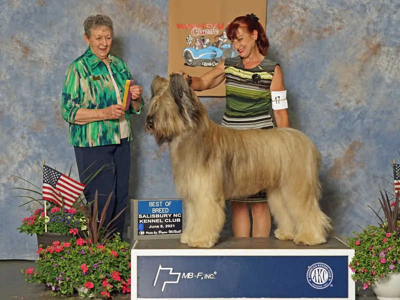 Briards Le Chien Poilu