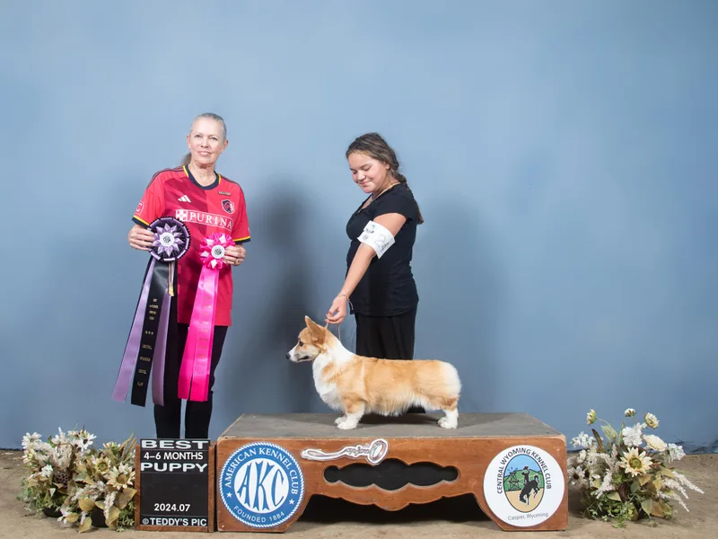 BriarFox Welsh Corgis