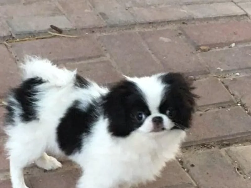 Briarlea Japanese Chin photo 1