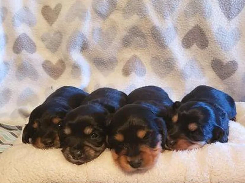 BriarRidge Dachshunds