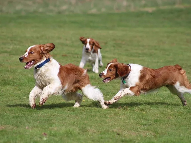 BriarRose English and Welsh Springers photo 1