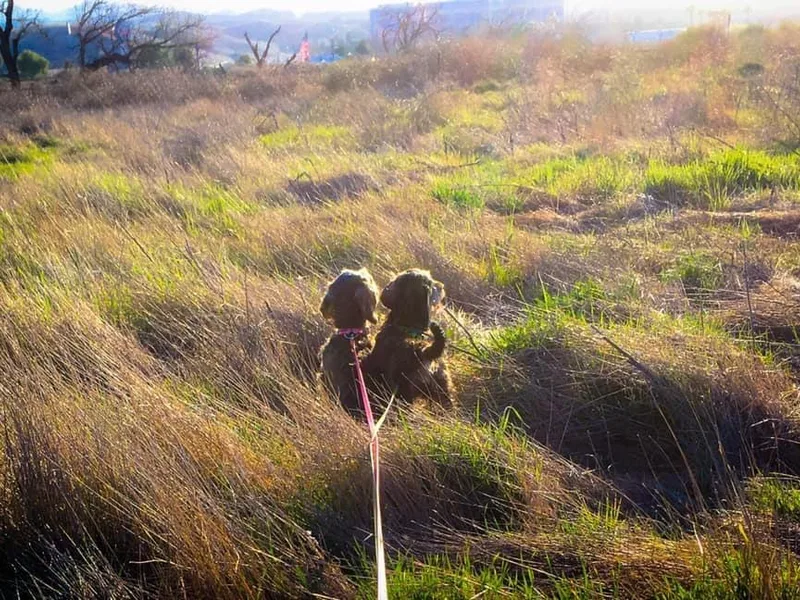 Briarwire Dachshunds