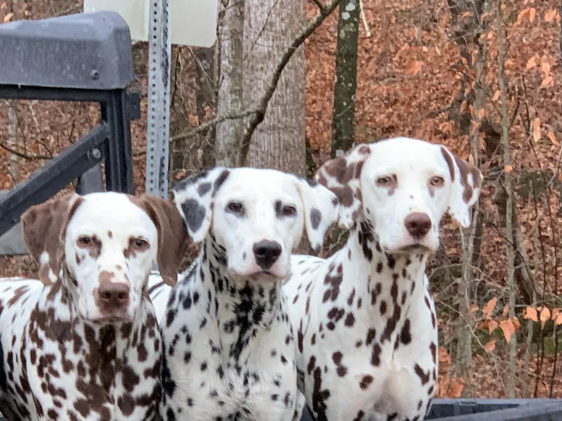 Briarwood Dalmatians