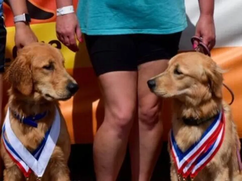 Briarwood Lane Golden Retrievers