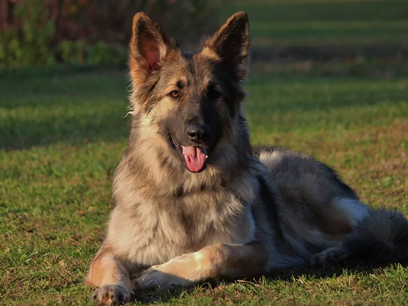 Brick Chapel Shilohs