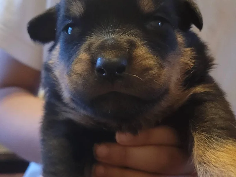 Brickcity Rottweiler