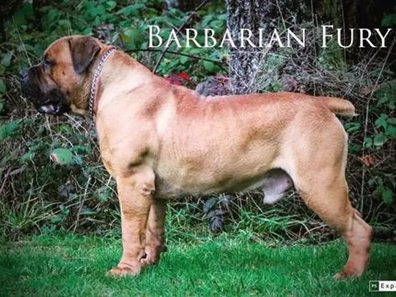 Brickhouse Boerboels