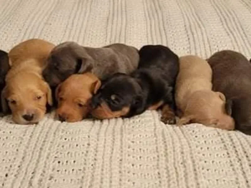 Bridge Creek Dachshunds