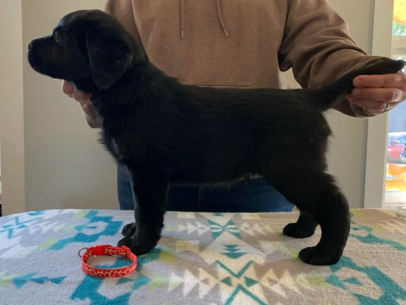 Bridgecreek Kennels