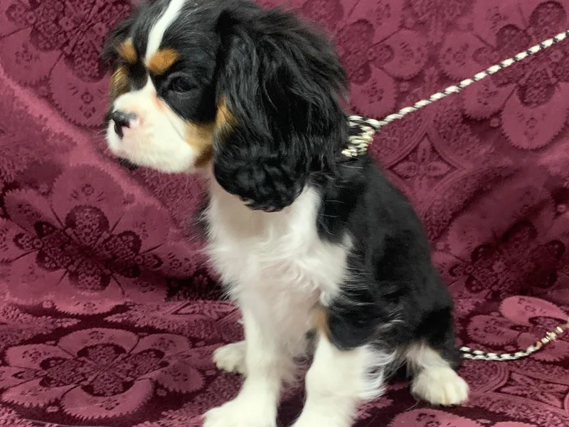 Bridgeford Cavaliers