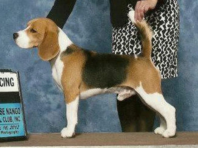 Bridgehill Beagles