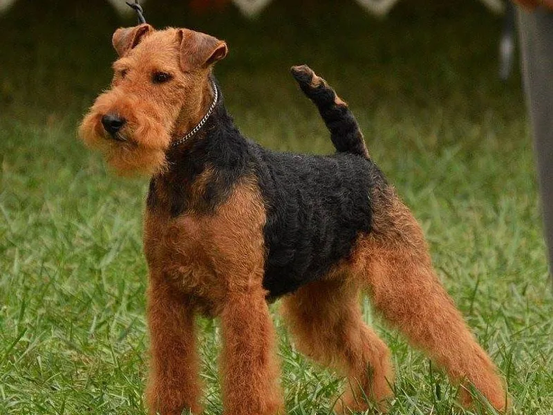 Bridgemor Welsh Terriers