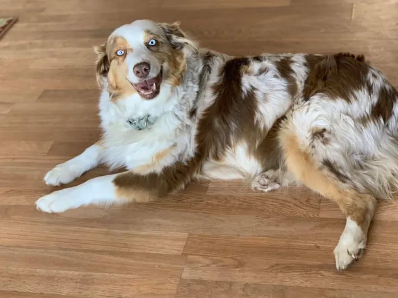 Bridger Butte Aussies