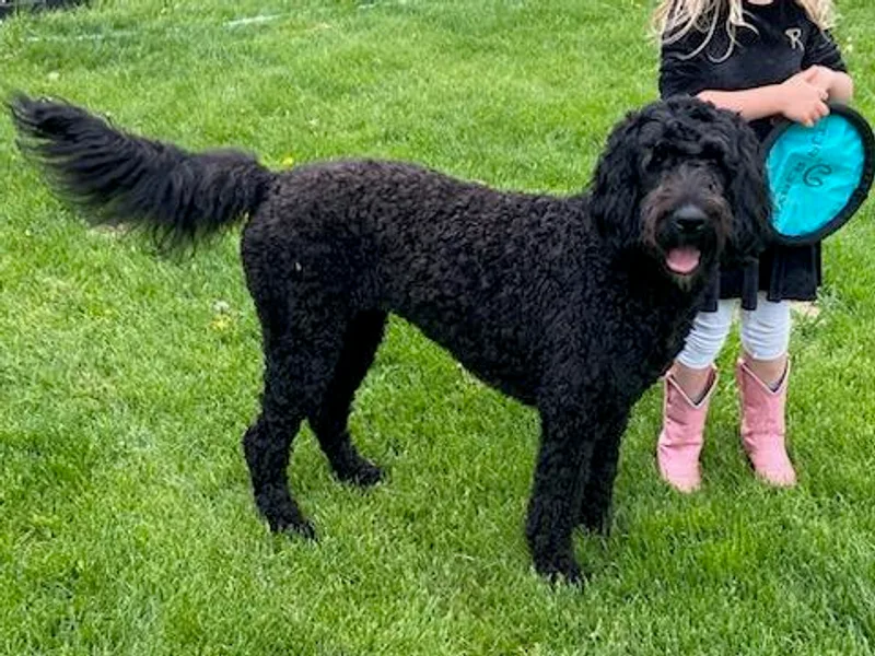 Bridger Peak Doodles