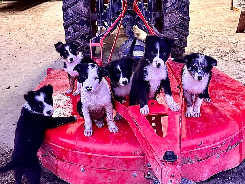 Bridges Border Collies