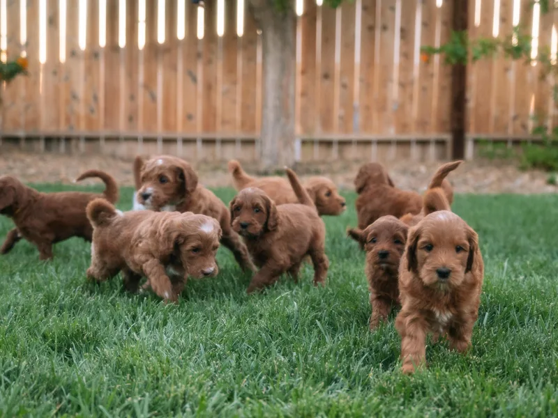 Bridges Goldendoodles