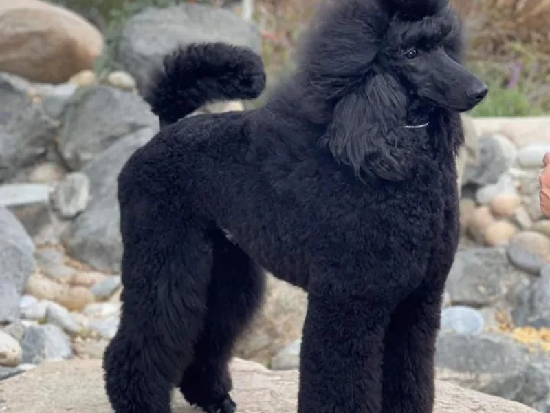 Brienwood Poodles