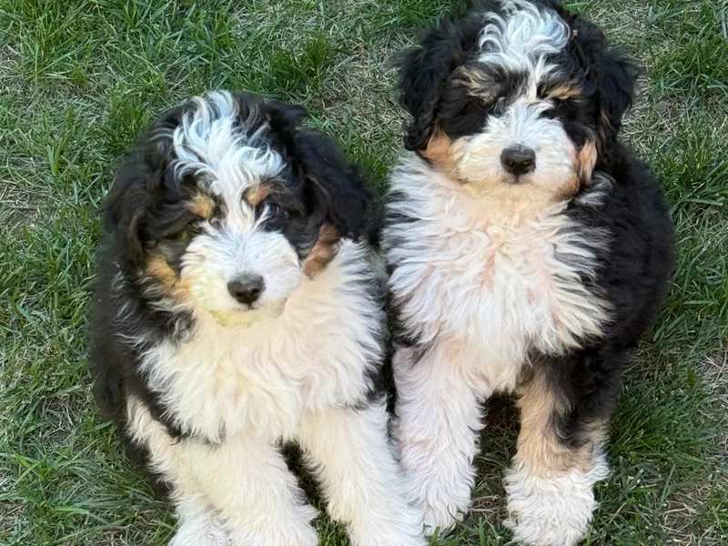 Bright Aussiedoodles