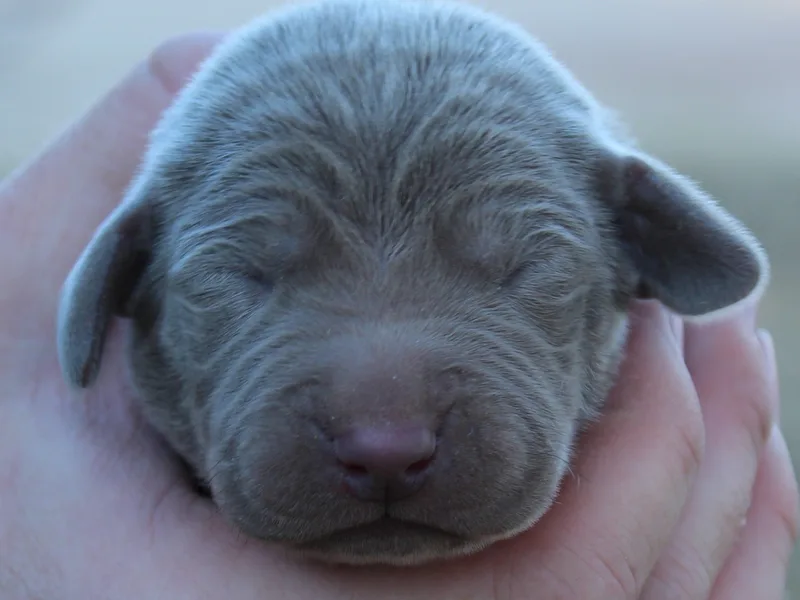 Bright Beginnings Breeding