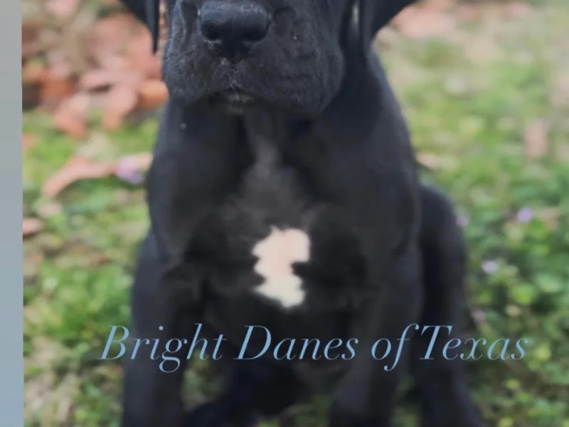 Bright Danes of Texas