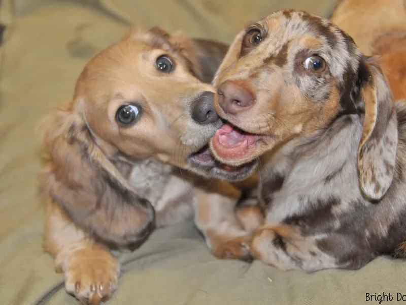 Bright Doxies