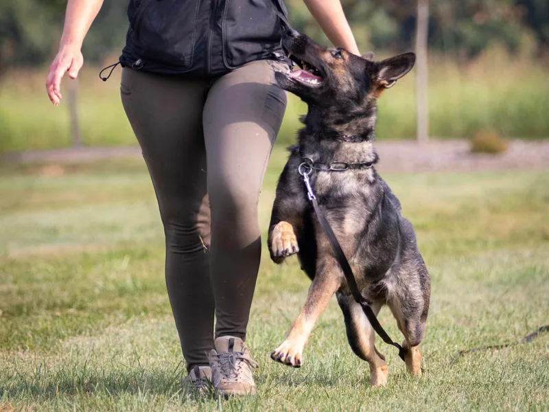 Bright Haus German Shepherds