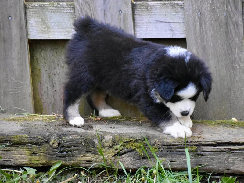 Bright Heart Aussies &amp; Miniature American Shepherds
