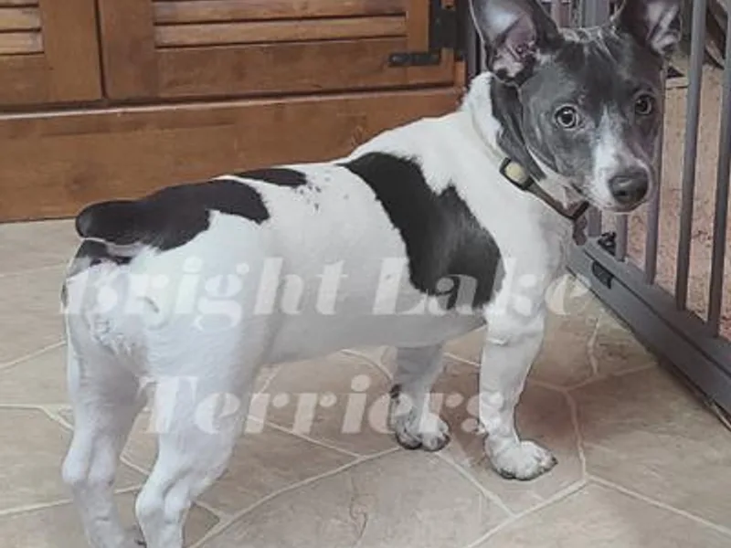 Bright Lake Terriers