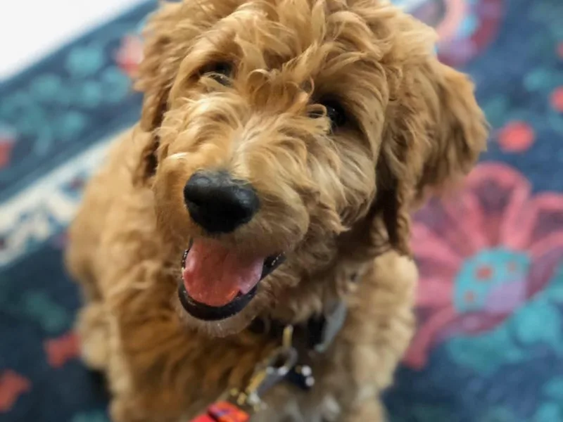 Brightleaf Goldendoodles