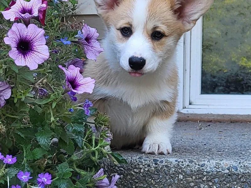 Brighton Creek Welsh Corgis