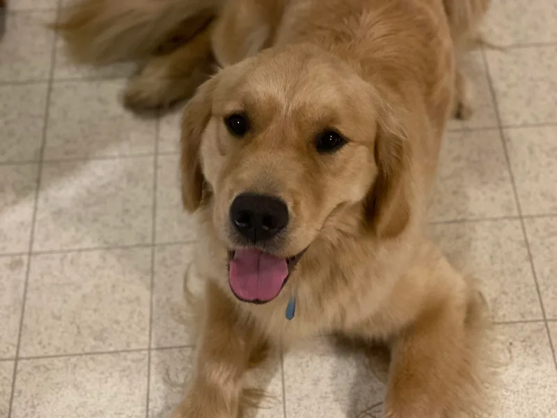Brighton Golden Retrievers
