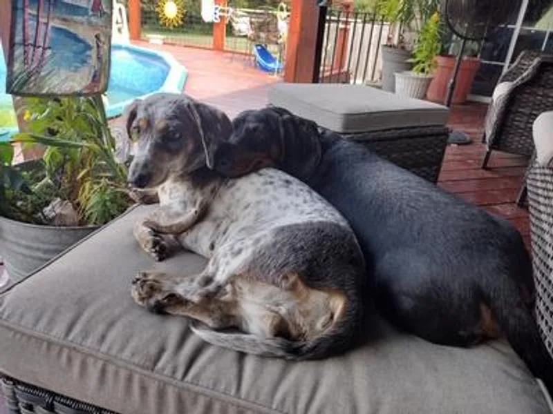 Brights Wagging Tails