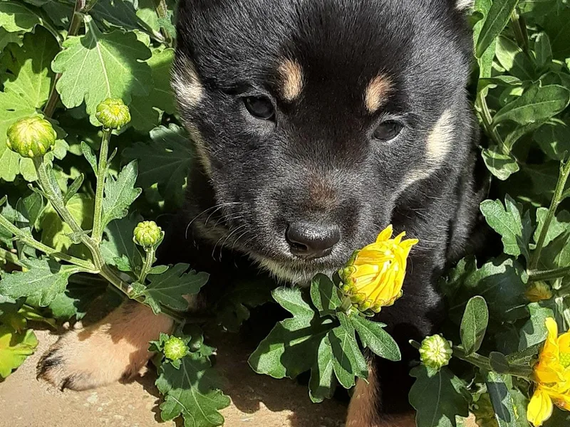 Brigitte's Pups photo 1